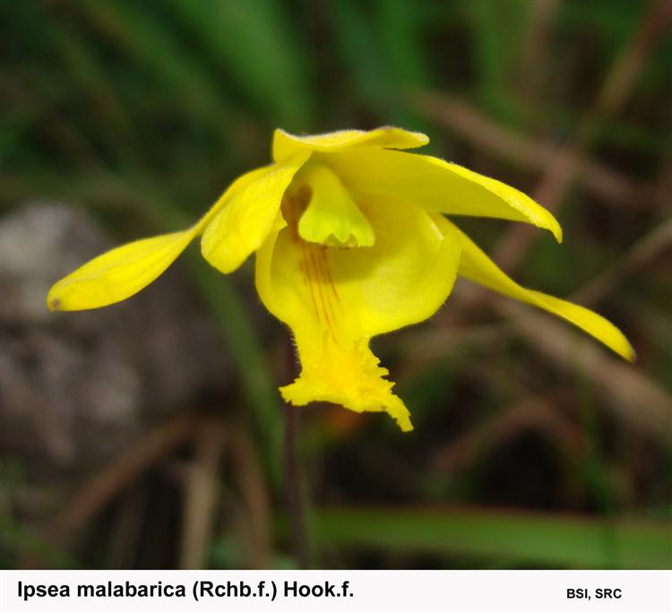 Ipsea malabarica (Rchb.f.) Hook.f